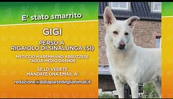 Gigi, disperso in provincia di Siena